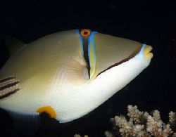Picasso triggerfish taken with very fast shutter speed ta... by Nikki Van Veelen 